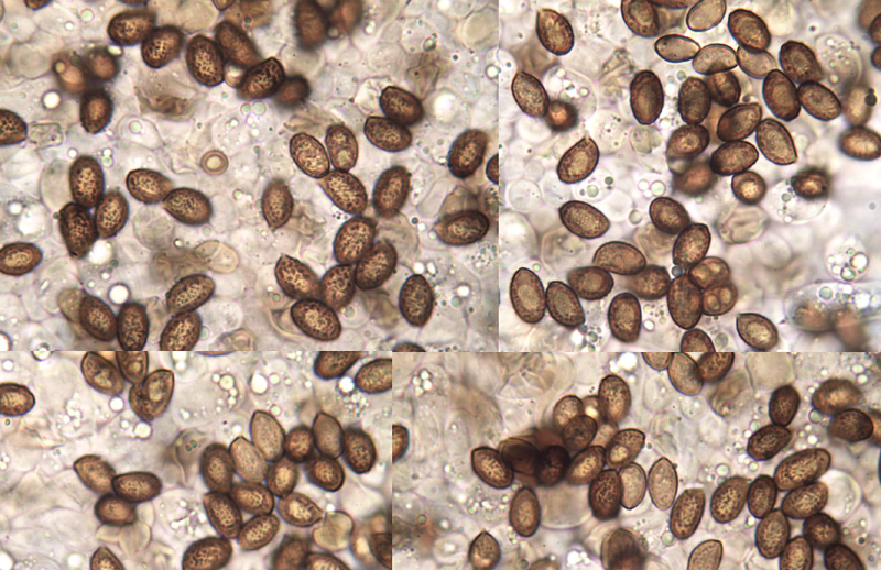 Cortinarius sordescens spores Cortinarius sordescens